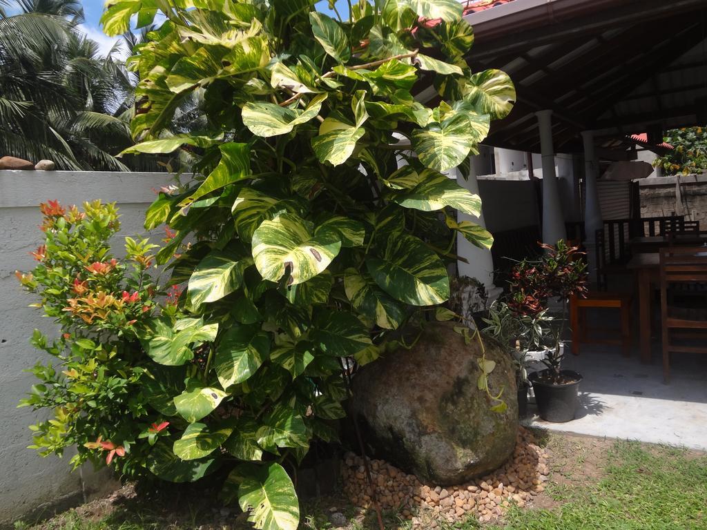 Bed and Breakfast Ceylon Surf Guest And Restaurant Велигама Экстерьер фото